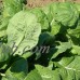 Red Komatsuna Greens Seeds: 1 Lb - Non-GMO Spinach-Mustard Seeds for Growing Microgreens, Vegetable Garden, Herbs   565498576